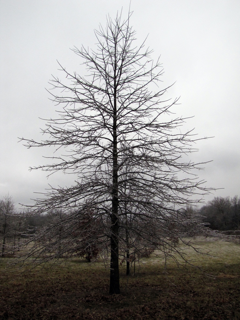 Quercus texana New Madrid in winter