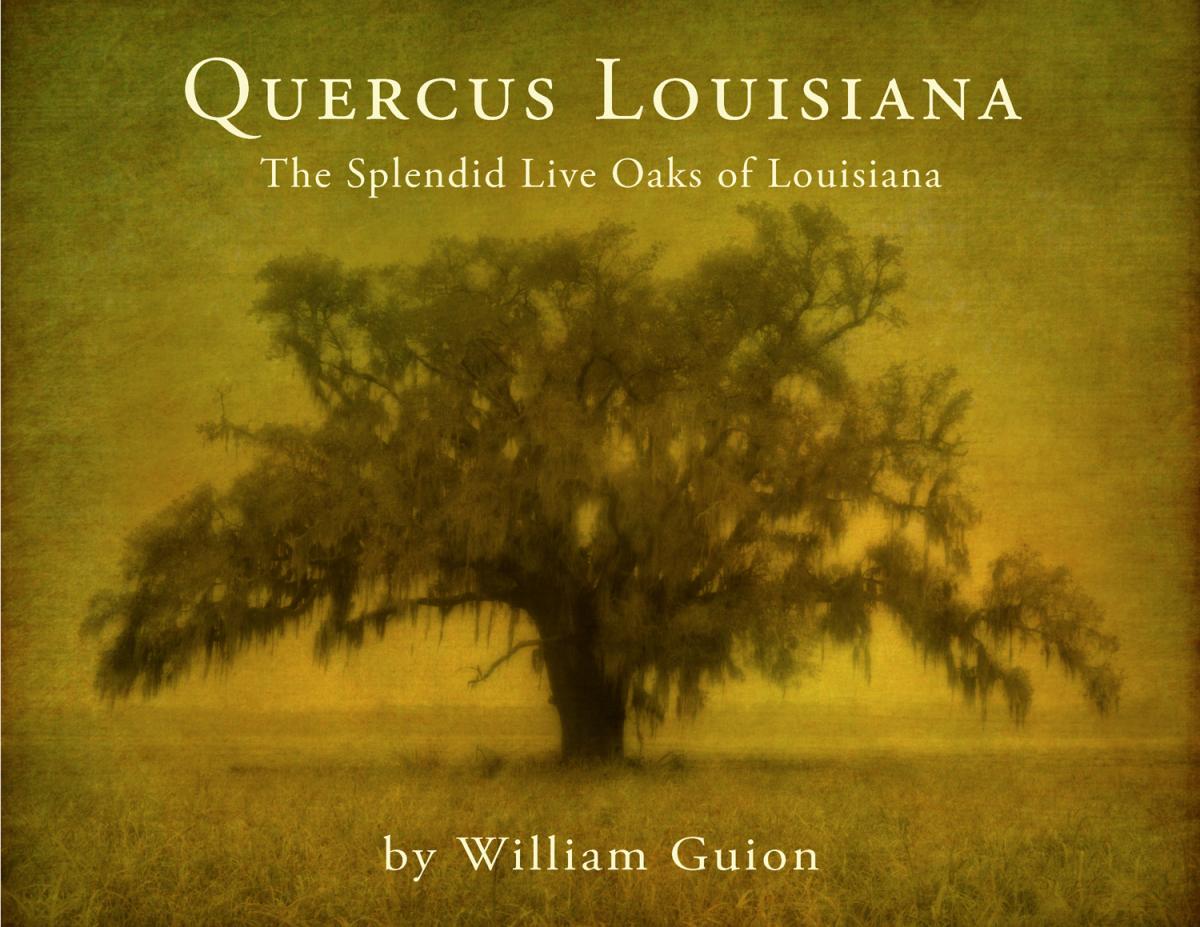 Quercus Louisiana