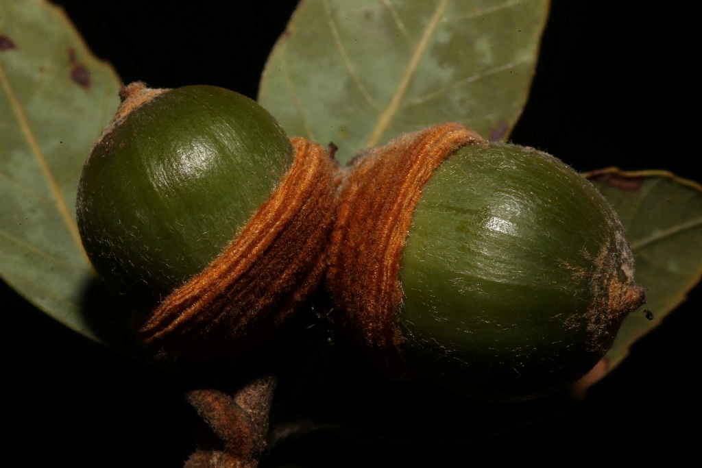 Quercus auricoma acorns (c) Son Hoang