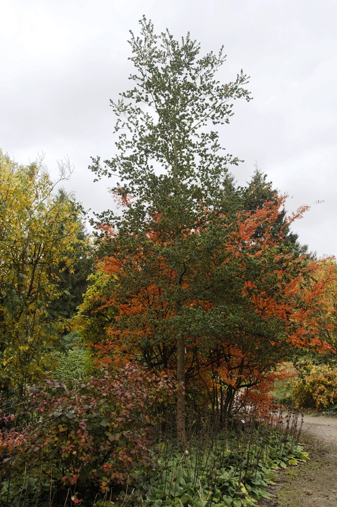 Bokrijk10