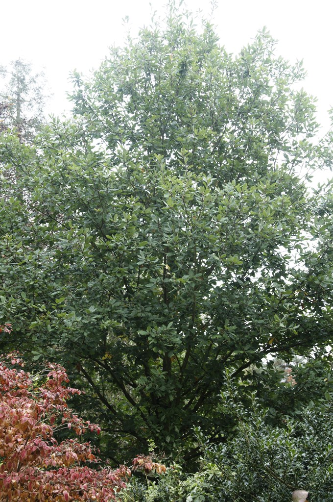 Bokrijk6