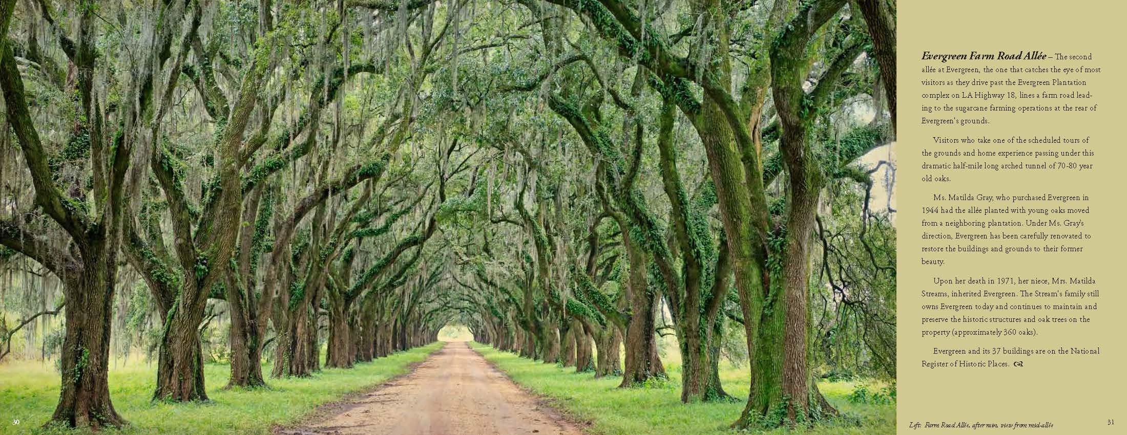 Quercus louisiana p 20