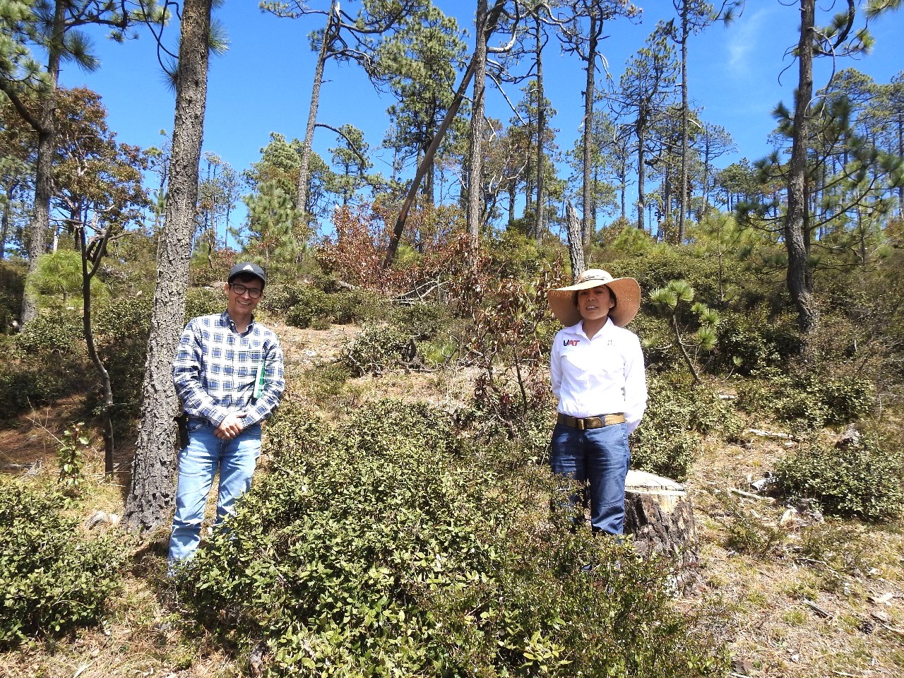 Quercus miquihuanensis, Arturo Mora-Olivo and collaborator