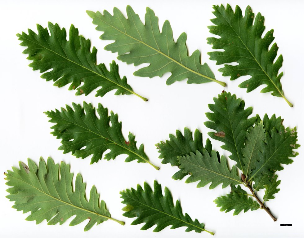 Q. petraea pinnatiloba