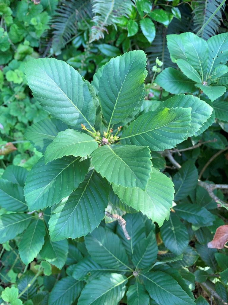 Quercus sadleriana