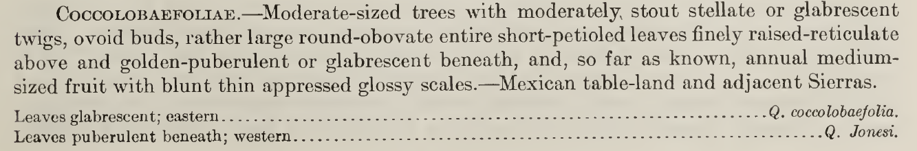 Key to Series Coccolobifoliae