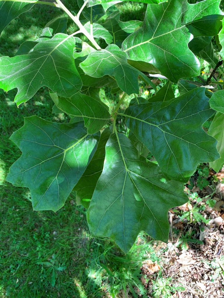 Q. xbushii Seattle Trident