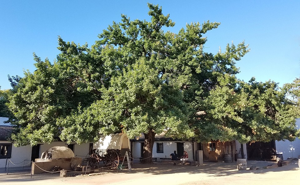 Sessile oak Sutters Fort