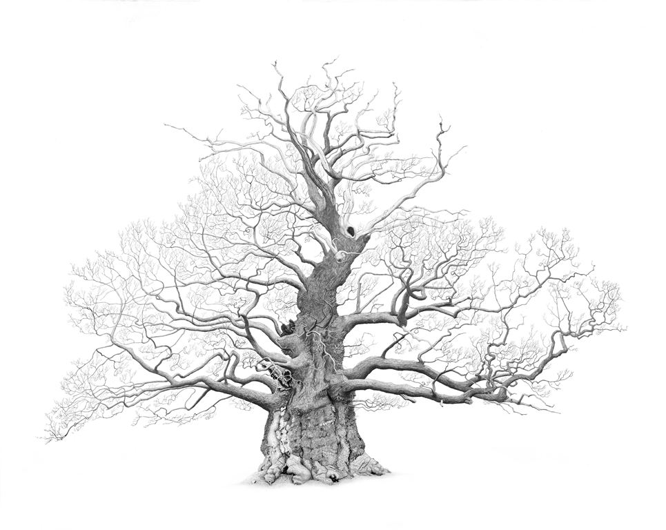 The Great Oak at Nibley Green