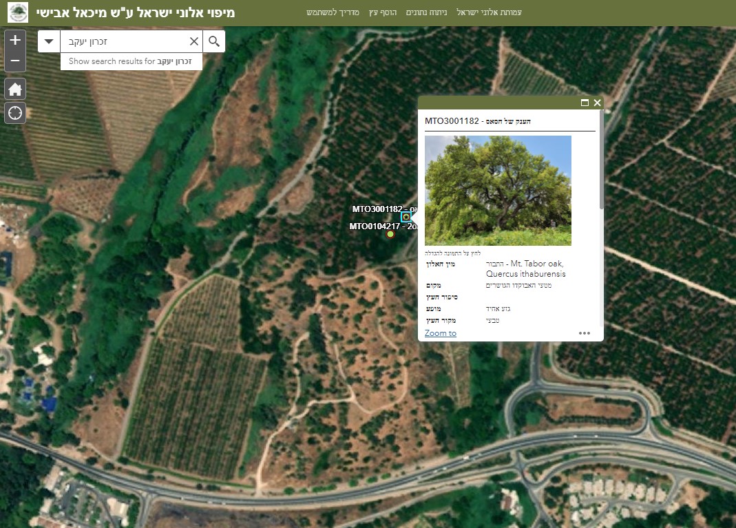 Tree card on map