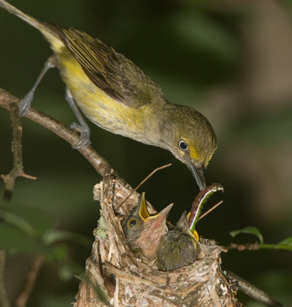 White-eyed Vireo Vireo griseus