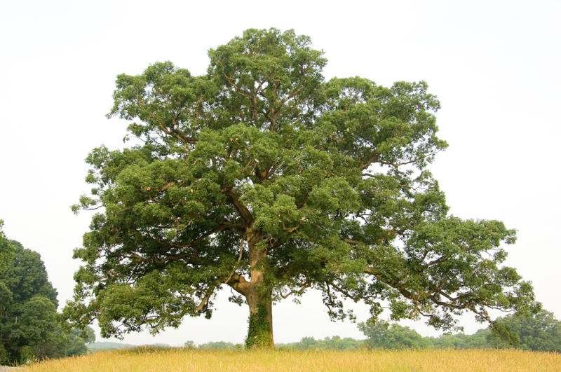 White oak
