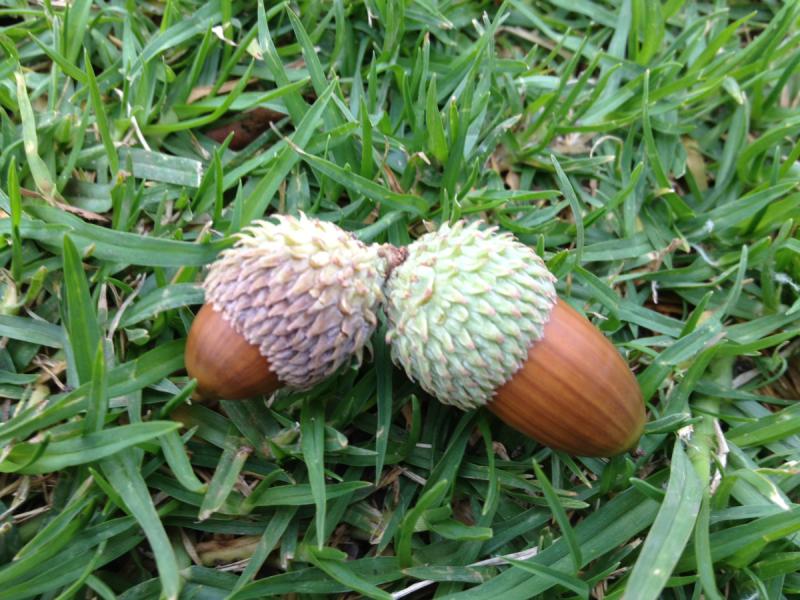 acorns