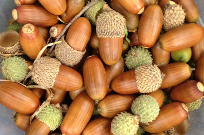 acorns