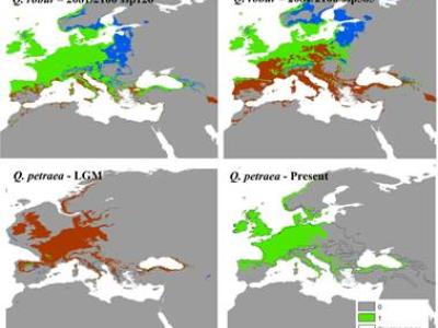 Modeled distributions of temperate-zone species (Quercus robur and Q. petraea) under climatic conditions of the Last Glacial Maximum (~22,000 years before present), the Present, and future projections (2081-2100) under SSP1-2.6 and SSP5-8.5 scenarios.