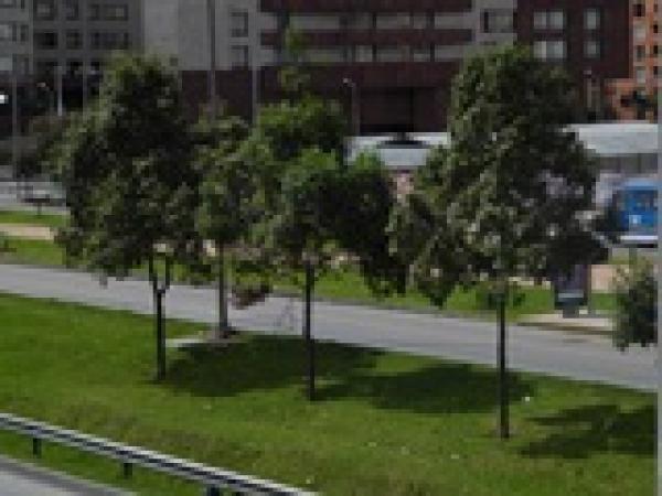 Quercus humboldtii in Bogotá