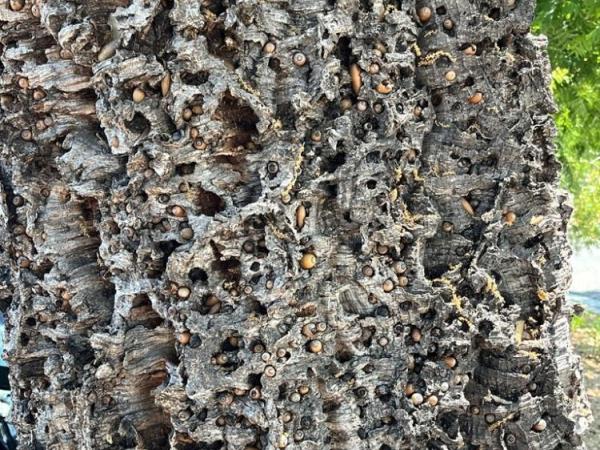 Acorns Cached in Cork