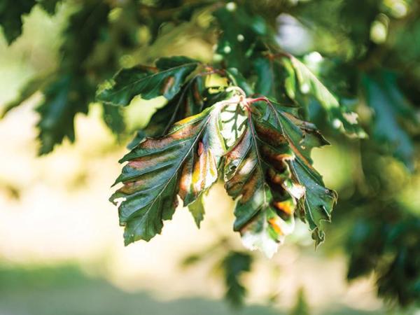 Beech tree leaf disease