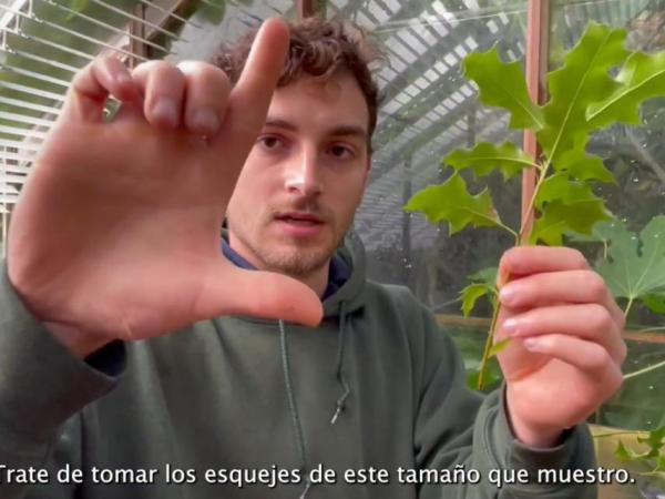 Propagating oaks by cuttings