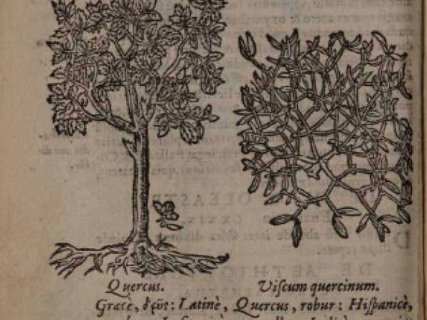 Image from Enarrationes