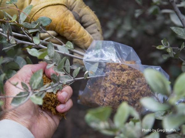 Air layering Quercus cedrosensis - photo Greg Bluffin