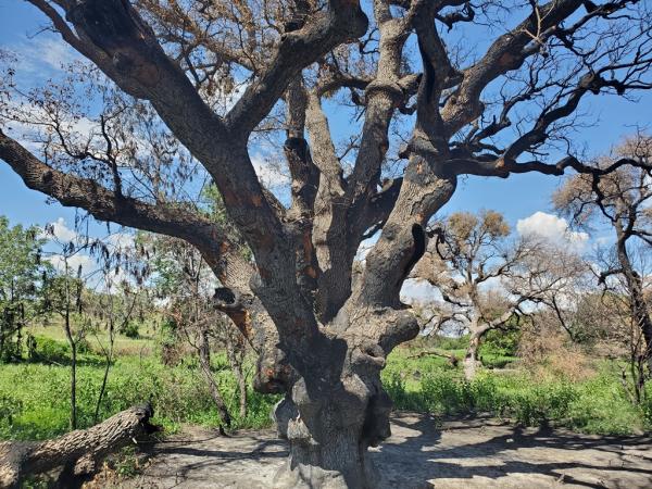 Burnt Champion Gray Oak