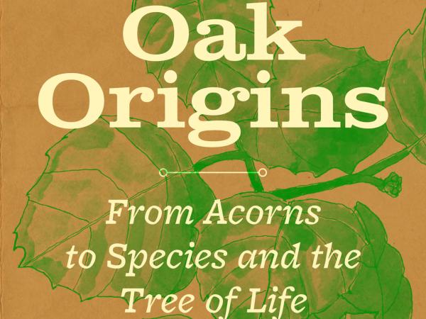 Oak Origins