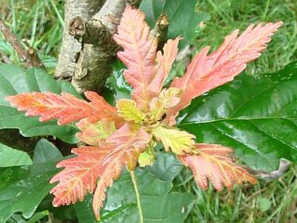 Quercus robur ×​​​​​​​ dentata