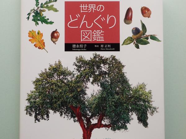 Keiko Tokunaga's Illustrated Fagaceae