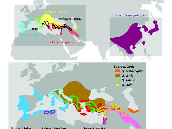 Distribution ranges of section Cerris