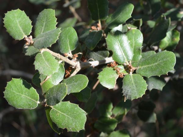 Quercus aucheri leaves
