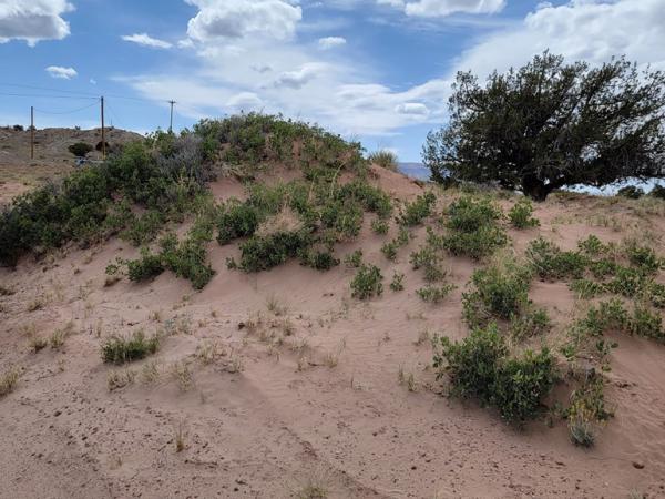 Quercus welshii on dunes site south of Kayenta, Ariz.