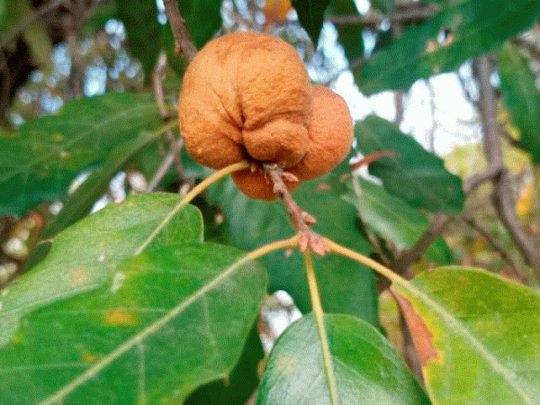 Gall on Quercus grahamii