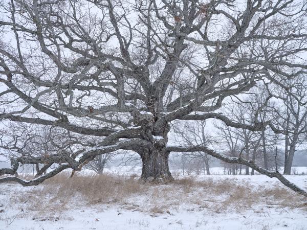 Genesee Valley Oak by Brian Kelley