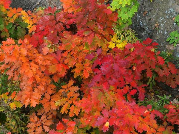 Quercus rubra in autumn