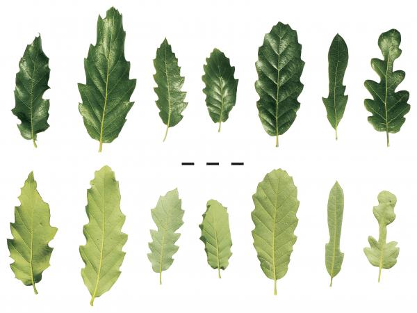 leaf_comparison.jpg