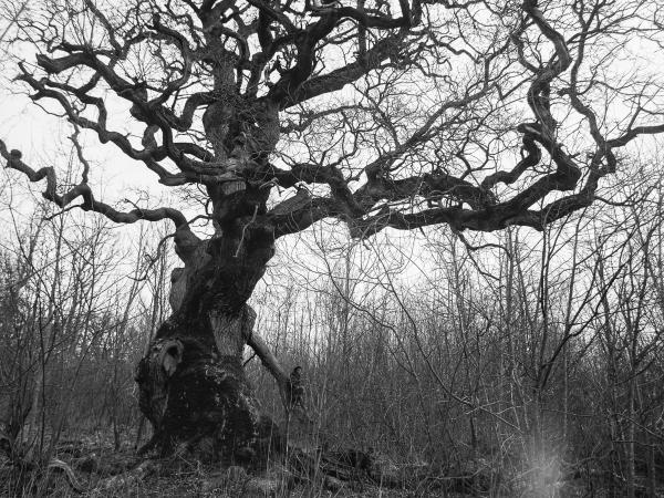 © Gustaf Emanuelsson