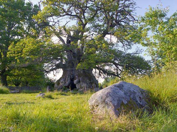 The Oak of Kvill. © Gustaf Emanuelson. All rights reserved.