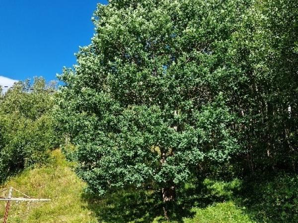 The oak tree in Skjomendalen © Gerhard Sørensen-Fuglem and Cecilia Piccirilli Bjerkeset