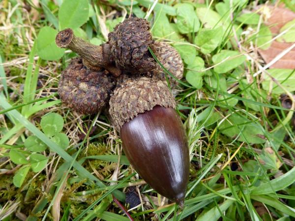 Quercus sp. Volcán Barva