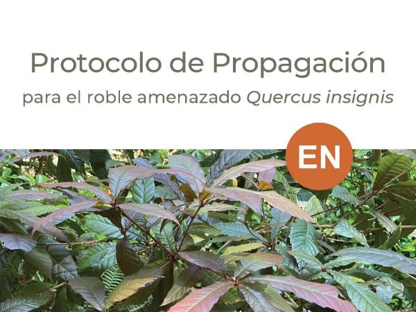 Cover of the Protocolo