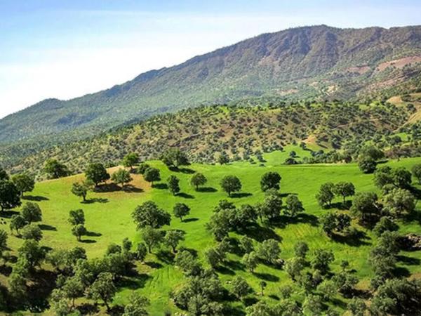 The Zagros oak forest, near the village of Sar Agha Seyed, located in the central district of Kuhrang County in Chaharmahal and Bakhtiari Province, Iran - Image: www.iranparadise.com