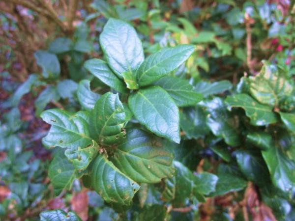 Quercus macdougallii