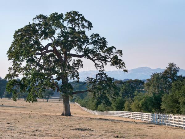Quercus lobata, San Marcos Pass Rd., Santa Barbara, California, USA.