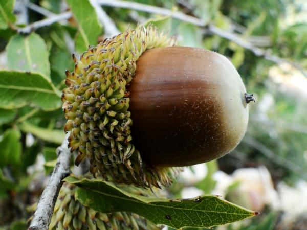 Quercus calliprinos acorn