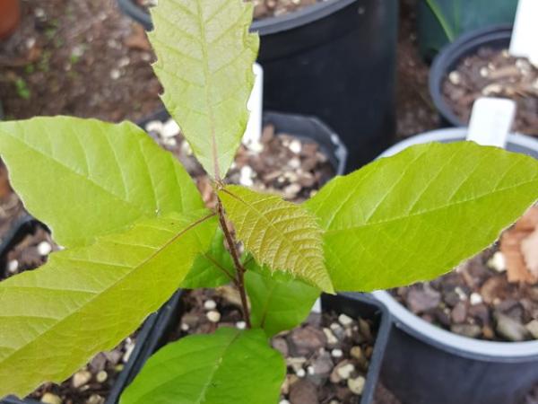 Quercus insignis seedling