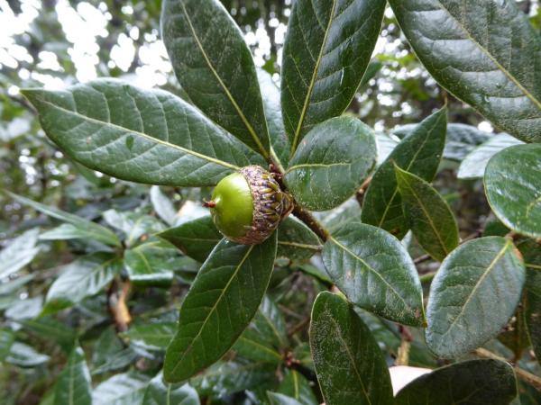 Quercus tonduzii with acorn