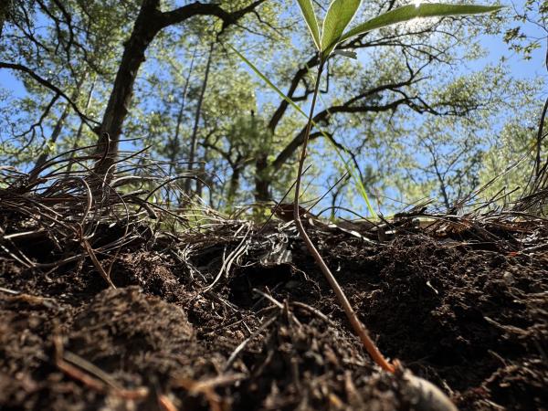 Seedling of Quercus tuitensis, a threatened species, focus of a conservation project funded by IOS, here growing in situ in the Serranías Meridionales of Jalisco, Sierra Madre del Sur © Cristóbal Sanchez