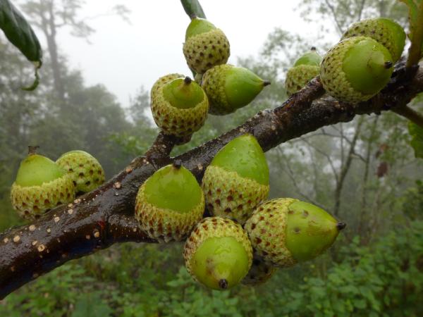 Quercus marlipoensis acorns