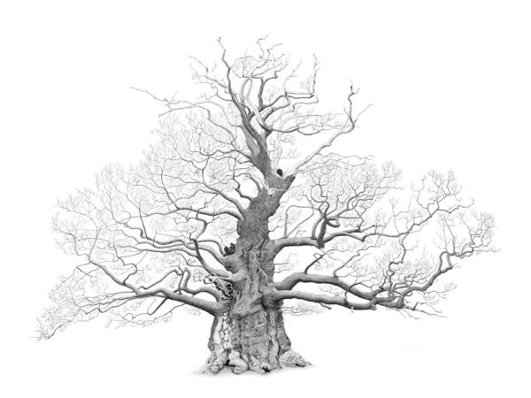 The Great Oak Nibley Green - Mark Frith